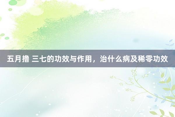 五月撸 三七的功效与作用，治什么病及稀零功效