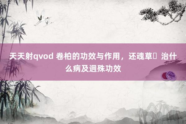 天天射qvod 卷柏的功效与作用，还魂草​治什么病及迥殊功效